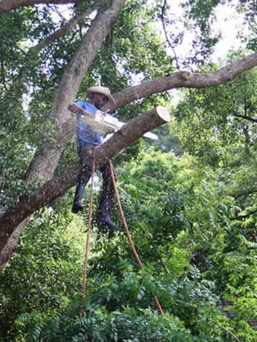 Ned works as a tree feller