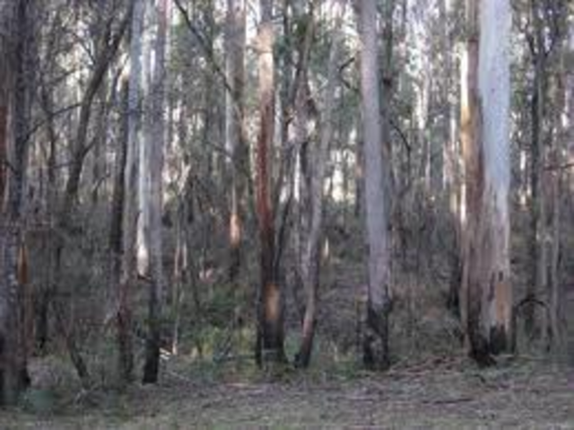 Battle at Stringybark Creek
