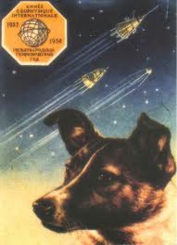 dog in space