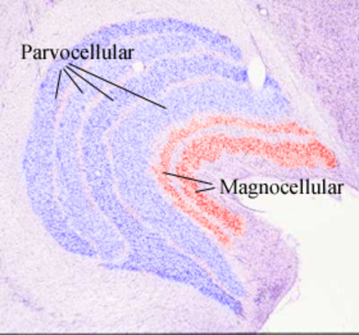 David Marr publishes “Vision: A Computational Investigation into the Human Representation and Processing of Visual Information”