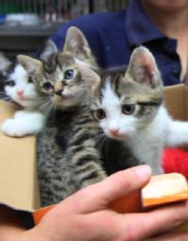 Paws finds care for six pets