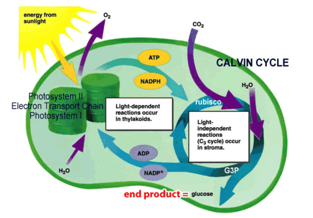(3BYA) photosynthesis