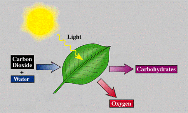 (3 BYA) Photosynthesis