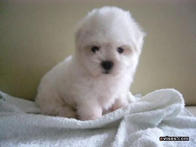 Me compraron un perrito