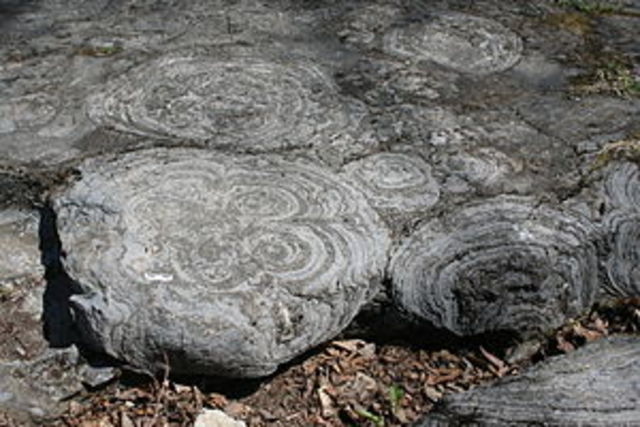 (3.5 BYA) Fossils of Stromatolites form