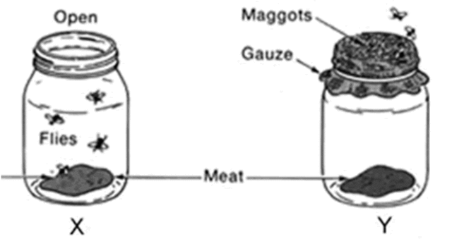 1600s-1700s Redi's Experiment