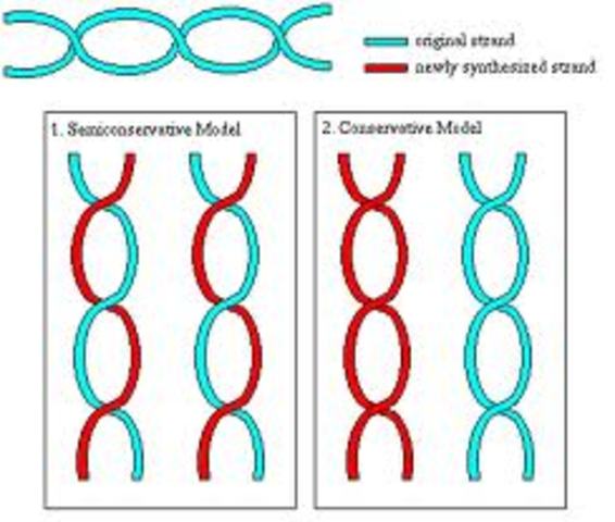 Meselson and Stahl experiment meaning