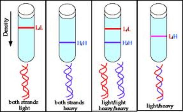 Meselson and Stahl experiment