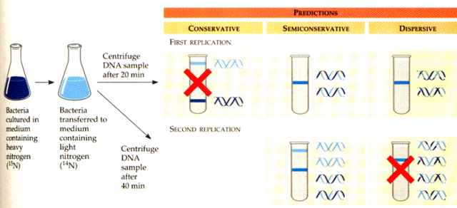 Meselson and Stahl experiment 2