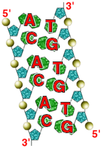 Chargaff's experiment