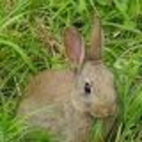 Got Bit by a Rabbit.