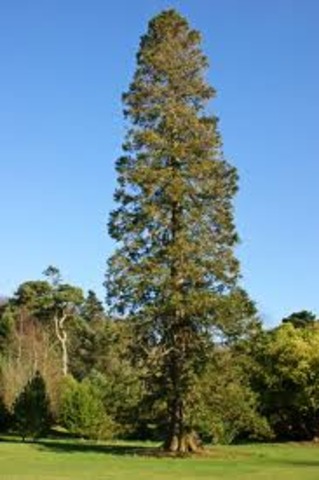 Woman Block Destruction of Redwood