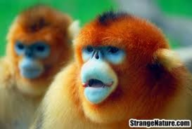 Species at the Brink of Extinction