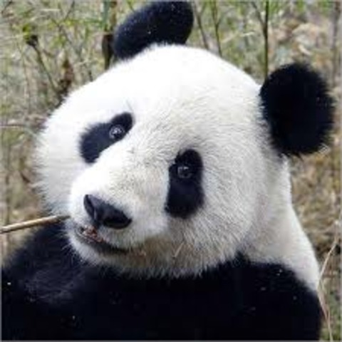 Endangered Species Extinction