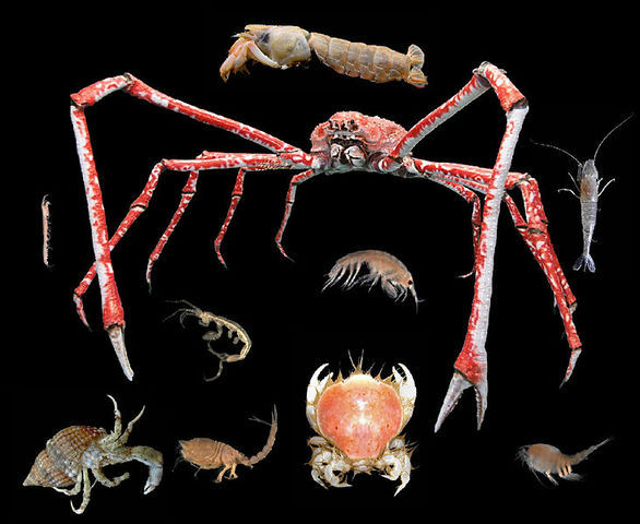 Crustaceans