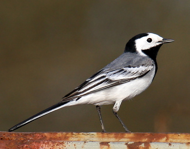 Baltoji kielė - White Wagtail
