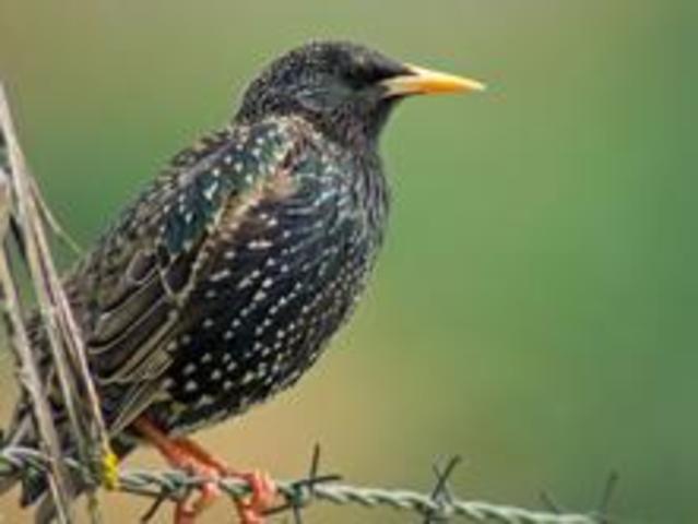 Varnėnas - Common Starling,