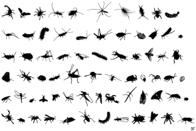Insects