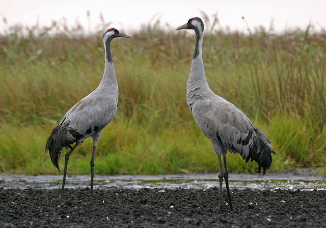 Common Crane - Gervė