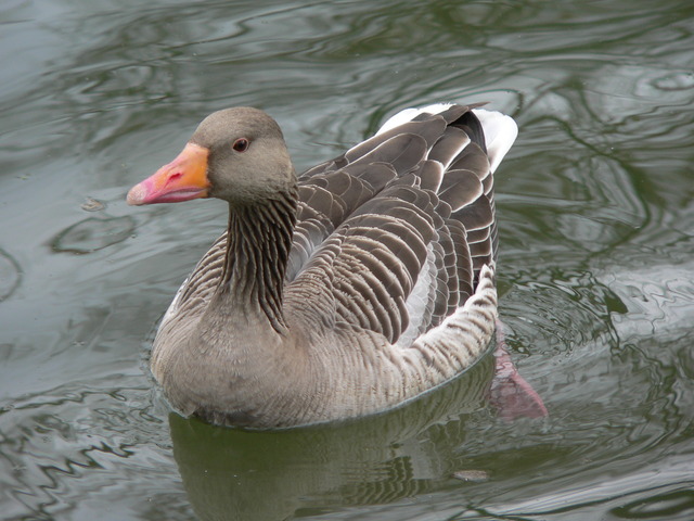Pilkoji žąsis - Grey Goose
