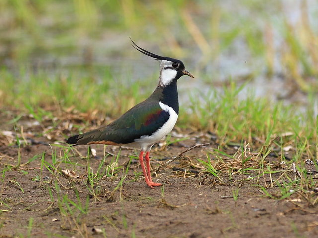 Lapwing - Pempė