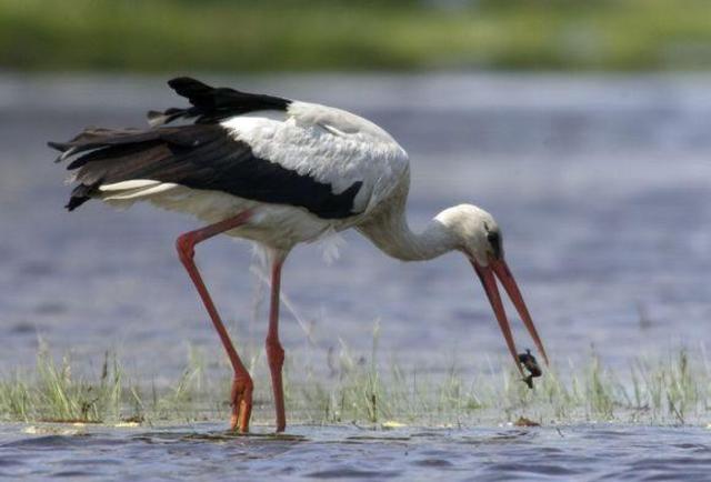 White Stork - Baltasis gandras