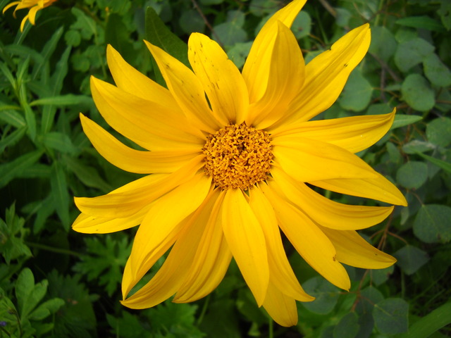 Love taking Macro photos.