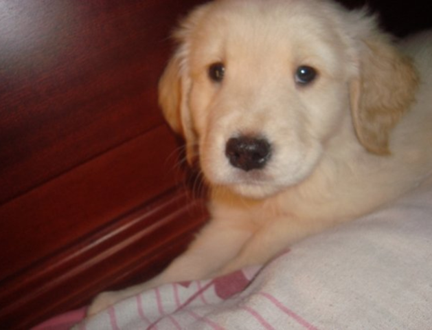 LA LLEGADA DE MI PERRO GERONIMO