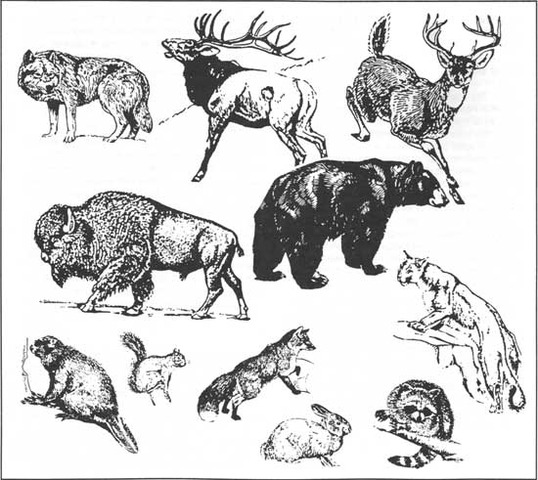 Severals species  were on the brink of extinction.