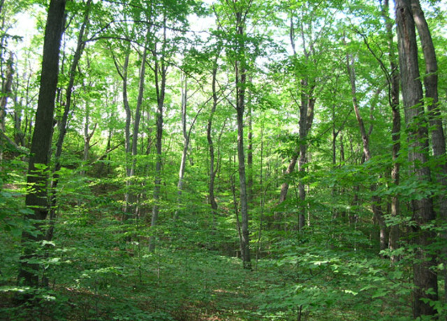 Tree conservation in historical Pennsylvania
