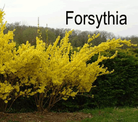 Forsythia