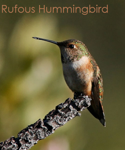 Rufous Hummingbird