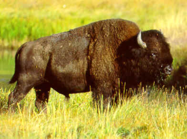 saving the bisons