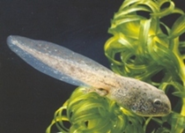 TADPOLES