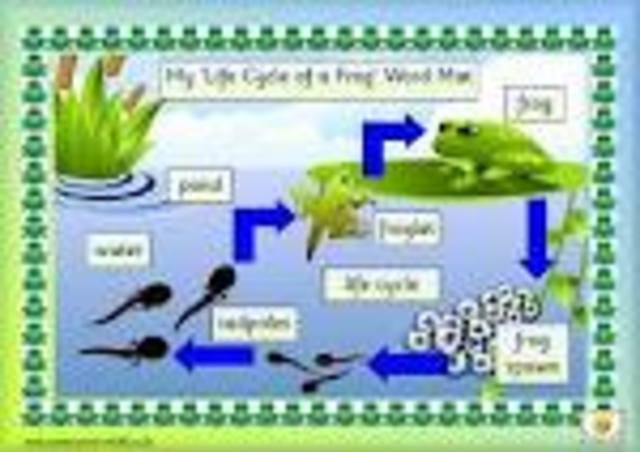 LIFE CYCLE
