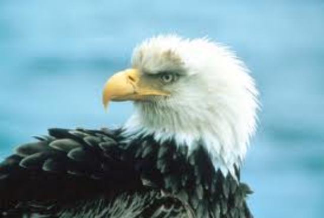 Bald Eagle Preservation Act