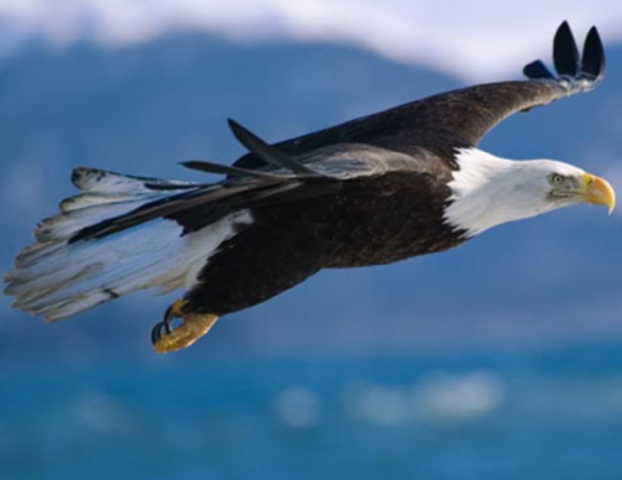 Bald Eagle Preservation Act