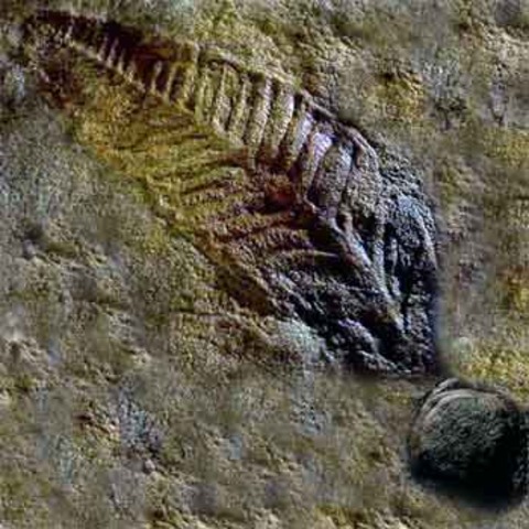 (3.5 BYA) Fossils