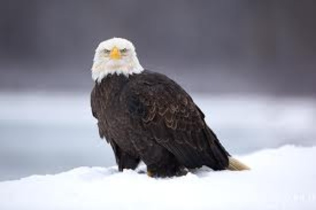 Bald Eagle Preservation Act.