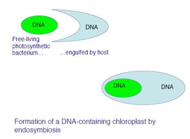 (1.5 BYA) Endosymbiosis