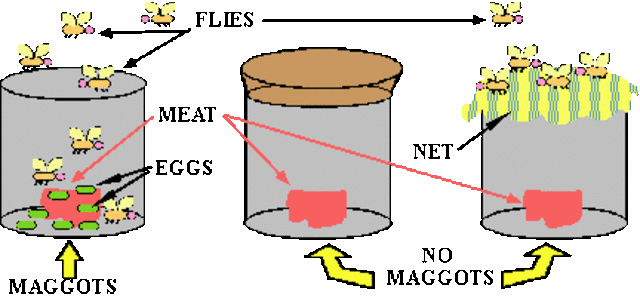 (1600-1700) Redi's experiment