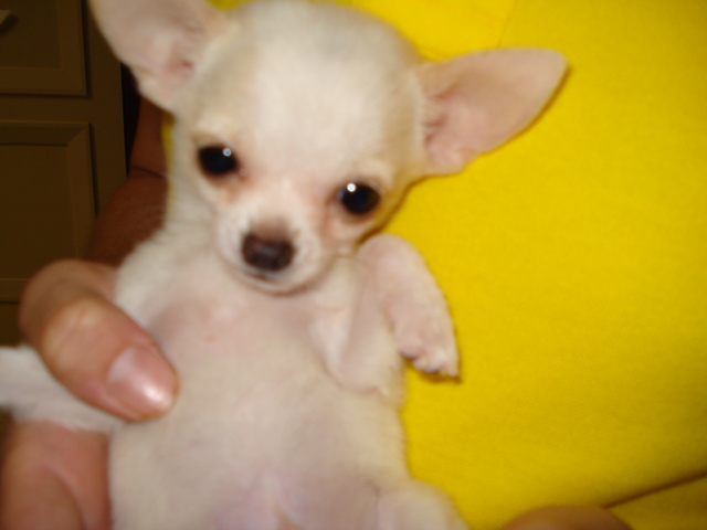 The Day We Got Our New Puppy.