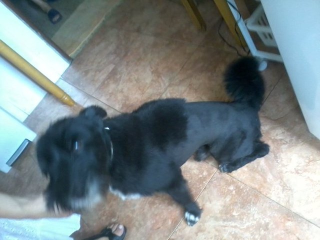 Vaig rebre a en Chusky