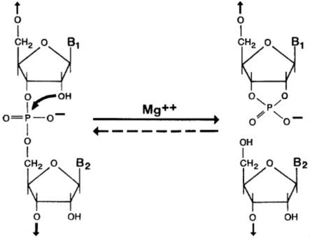 (1900-present) Thomas Cech