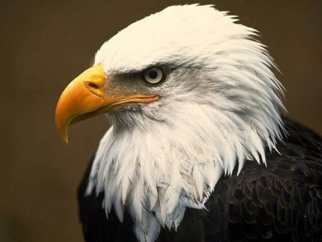 Bald Eagle act
