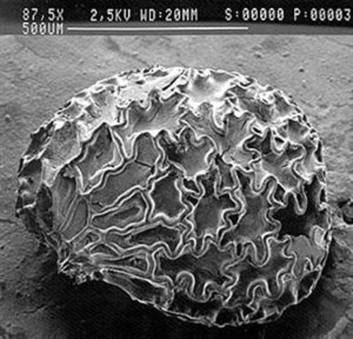 Scanning Electron Microscope