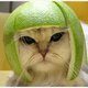 Cat with helmet