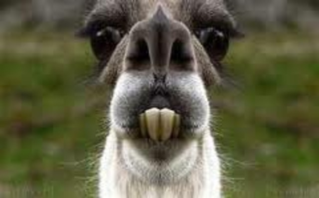 Graduated from High School