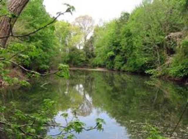 William Penn One tree survives for 5 cut down