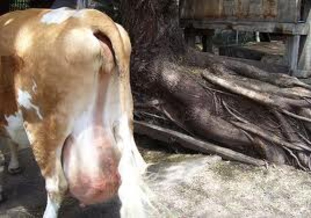 Production of rBGH is stopped